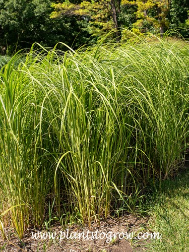 Gold-edged Prairie Cord Grass (Spartina pectinata Aureomarginata)